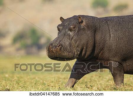 Stock Photography - Hippopotamus (Hippopotamus amphibius), annoyed bull at the bank of the Chobe River, Chobe National Park, Botswana, Africa. Fotosearch