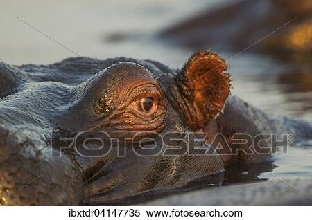 Hippopotamus (Hippopotamus amphibius) in the water, close-up, in the the Chobe River, Chobe National Park, Botswana, Africa View Large Photo Image Stock Photography - Hippopotamus (Hippopotamus amphibius) in the water, close-up, in the the Chobe River, Chobe National Park, Botswana, Africa. Fotosearch