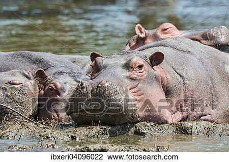 Hippos (Hippopotamus amphibius), Lake Naivasha, Kenya, Africa View Large Photo Image Stock Image - Hippos (Hippopotamus amphibius), Lake Naivasha, Kenya, Africa. Fotosearch