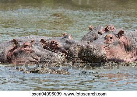 Hippos (Hippopotamus amphibius), Lake Naivasha, Kenya, Africa View Large Photo Image Stock Photo - Hippos (Hippopotamus amphibius), Lake Naivasha, Kenya, Africa. Fotosearch