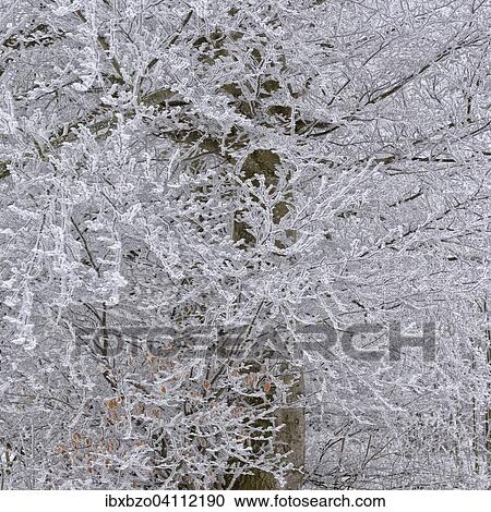 Hoarfrost in an old beech forest, biosphere reserve, Swabian Jura, Baden-Wurttemberg, Germany, Europe View Large Photo Image Stock Image - Hoarfrost in an old beech forest, biosphere reserve, Swabian Jura, Baden-Wurttemberg, Germany, Europe. Fotosearch