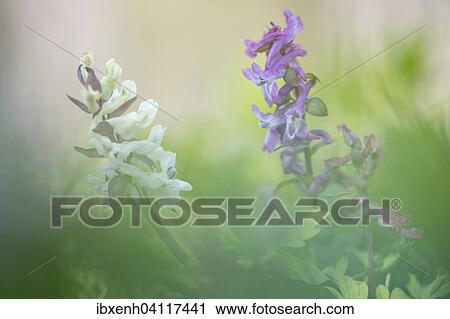 Hollow Corydalis (Corydalis cava), Teutoburg Forest, North Rhine-Westphalia, Germany, Europe View Large Photo Image Stock Image - Hollow Corydalis (Corydalis cava), Teutoburg Forest, North Rhine-Westphalia, Germany, Europe. Fotosearch