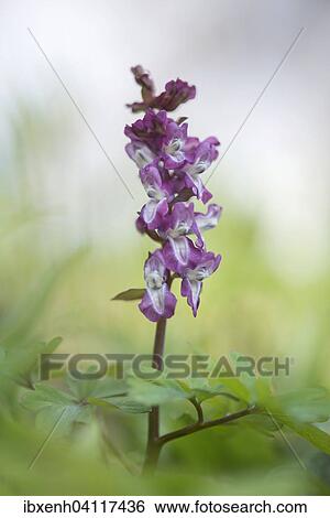 Hollow Corydalis (Corydalis cava), Teutoburg Forest, North Rhine-Westphalia, Germany, Europe View Large Photo Image Stock Photograph - Hollow Corydalis (Corydalis cava), Teutoburg Forest, North Rhine-Westphalia, Germany, Europe. Fotosearch