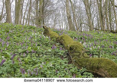 Hollowroot (Corydalis cava) covering forest floor, Hesse, Germany, Europe View Large Photo Image Stock Photo - Hollowroot (Corydalis cava) covering forest floor, Hesse, Germany, Europe. Fotosearch