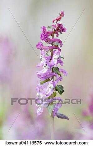 Hollowroot (Corydalis cava), Hesse, Germany, Europe View Large Photo Image Stock Photography - Hollowroot (Corydalis cava), Hesse, Germany, Europe. Fotosearch