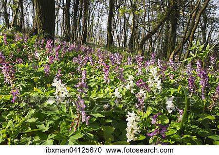 Hollowroot (Corydalis cava), Leitha Mountains, Northern Burgenland, Burgenland, Austria, Europe View Large Photo Image Stock Image - Hollowroot (Corydalis cava), Leitha Mountains, Northern Burgenland, Burgenland, Austria, Europe. Fotosearch