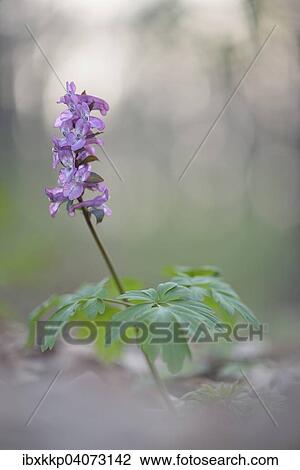 Hollowroot (Corydalis cava), Saxony, Germany, Europe View Large Photo Image Stock Image - Hollowroot (Corydalis cava), Saxony, Germany, Europe. Fotosearch