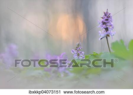 Hollowroot (Corydalis cava), Saxony, Germany, Europe View Large Photo Image Stock Image - Hollowroot (Corydalis cava), Saxony, Germany, Europe. Fotosearch