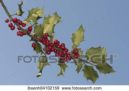 Stock Photo - Holly (Ilex aquifolium) with berries, Lower Saxony, Germany, Europe. Fotosearch
