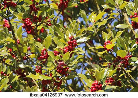 Holly (Ilex) with red fruits, Germany, Europe View Large Photo Image Stock Photo - Holly (Ilex) with red fruits, Germany, Europe. Fotosearch