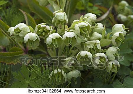 Holly-leaved Hellebore (Helleborus argutifolius), Bavaria, Germany, Europe View Large Photo Image Picture - Holly-leaved Hellebore (Helleborus argutifolius), Bavaria, Germany, Europe. Fotosearch