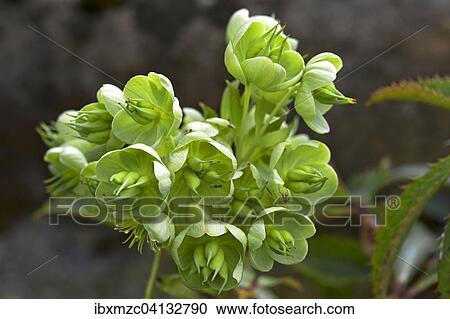 Holly-leaved Hellebore (Helleborus argutifolius), Bavaria, Germany, Europe View Large Photo Image Stock Image - Holly-leaved Hellebore (Helleborus argutifolius), Bavaria, Germany, Europe. Fotosearch