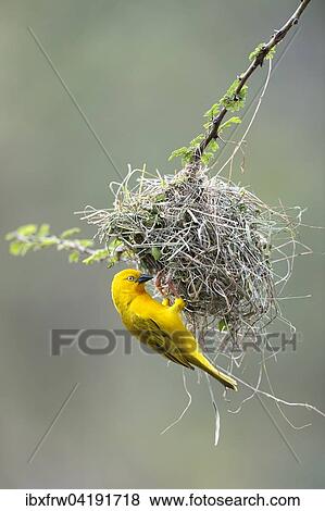 Holub's Golden Weaver (Ploceus xanthops) at the nest, Maasai Mara National Reserve, Kenya, Africa View Large Photo Image Stock Photo - Holub's Golden Weaver (Ploceus xanthops) at the nest, Maasai Mara National Reserve, Kenya, Africa. Fotosearch