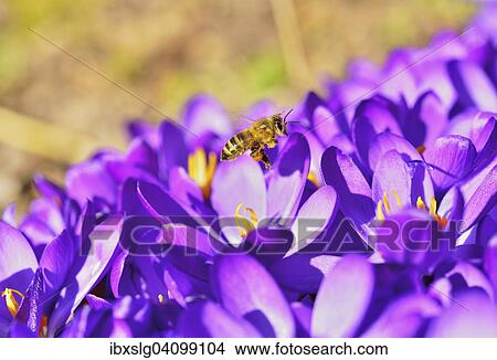Honey Bee (Apis mellifera) collecting pollen on purple Crocus flowers (Crocus sativa), close-up, Bavaria, Germany, Europe View Large Photo Image Picture - Honey Bee (Apis mellifera) collecting pollen on purple Crocus flowers (Crocus sativa), close-up, Bavaria, Germany, Europe. Fotosearch