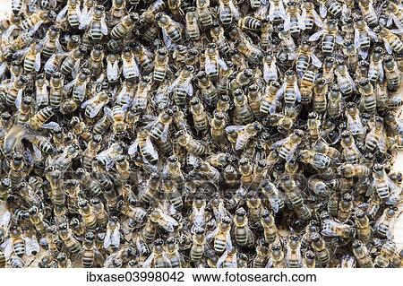 Honey Bees (Apis mellifera) swarming at entrance of an artificial bee hive, Netherlands View Large Photo Image Stock Image - Honey Bees (Apis mellifera) swarming at entrance of an artificial bee hive, Netherlands. Fotosearch