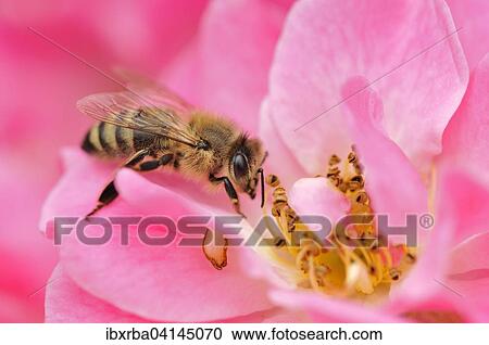 Honeybee (Apis mellifera) on rose blossom (Rosa), North Rhine-Westphalia, Germany, Europe View Large Photo Image Stock Image - Honeybee (Apis mellifera) on rose blossom (Rosa), North Rhine-Westphalia, Germany, Europe. Fotosearch