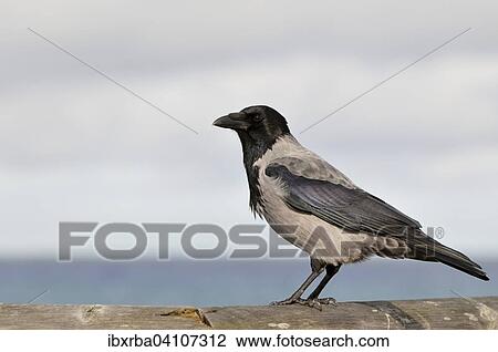 Hooded Crow (Corvus cornix) on a wooden railing, Mecklenburg-Western Pomerania, Germany, Europe View Large Photo Image Stock Image - Hooded Crow (Corvus cornix) on a wooden railing, Mecklenburg-Western Pomerania, Germany, Europe. Fotosearch