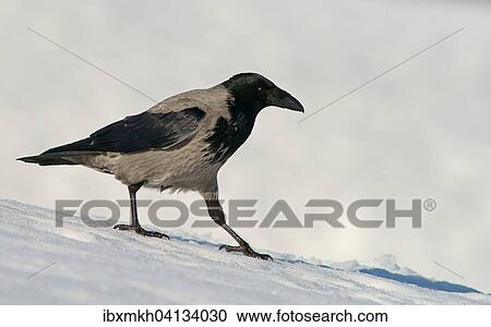 Hooded Crow (Corvus corone cornix), Kuusamo, Finland, Europe View Large Photo Image Stock Image - Hooded Crow (Corvus corone cornix), Kuusamo, Finland, Europe. Fotosearch