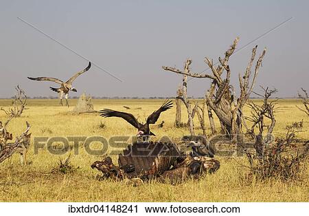 Hooded Vulture (Necrosyrtes monachus) with pink head and White-backed Vultures (Gyps africanus), at the carcass of a Cape Buffalo (Syncerus caffer caffer), Savuti, Chobe National Park, Botswana, Africa View Large Photo Image Stock Image - Hooded Vulture (Necrosyrtes monachus) with pink head and White-backed Vultures (Gyps africanus), at the carcass of a Cape Buffalo (Syncerus caffer caffer), Savuti, Chobe National Park, Botswana, Africa. Fotosearch