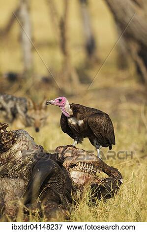 Hooded Vulture (Necrosyrtes monachus), at the carcass of a Cape Buffalo (Syncerus caffer caffer) Savuti, Chobe National Park, Botswana, Africa View Large Photo Image Stock Photo - Hooded Vulture (Necrosyrtes monachus), at the carcass of a Cape Buffalo (Syncerus caffer caffer) Savuti, Chobe National Park, Botswana, Africa. Fotosearch