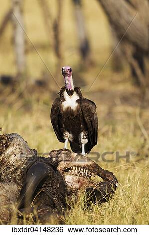 Hooded Vulture (Necrosyrtes monachus), at the carcass of a Cape Buffalo (Syncerus caffer caffer) Savuti, Chobe National Park, Botswana, Africa View Large Photo Image Stock Photograph - Hooded Vulture (Necrosyrtes monachus), at the carcass of a Cape Buffalo (Syncerus caffer caffer) Savuti, Chobe National Park, Botswana, Africa. Fotosearch