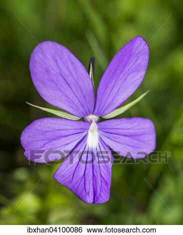 Horn Violet (Viola cornuta), Catalonia, Spain, Europe View Large Photo Image Stock Photograph - Horn Violet (Viola cornuta), Catalonia, Spain, Europe. Fotosearch