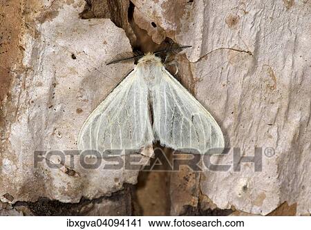 Horned Satin moth (Marblepsis melanocraspis), Harenna Forest, Bale Mountains, Oromia Region, Ethiopia, Africa View Large Photo Image Stock Image - Horned Satin moth (Marblepsis melanocraspis), Harenna Forest, Bale Mountains, Oromia Region, Ethiopia, Africa. Fotosearch