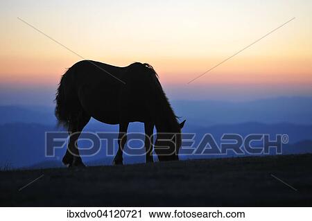 Horse at dusk, backlit silhouette, Italy, Europe View Large Photo Image Stock Image - Horse at dusk, backlit silhouette, Italy, Europe. Fotosearch