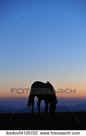 Horse at dusk, backlit silhouette, Italy, Europe View Large Photo Image Stock Image - Horse at dusk, backlit silhouette, Italy, Europe. Fotosearch