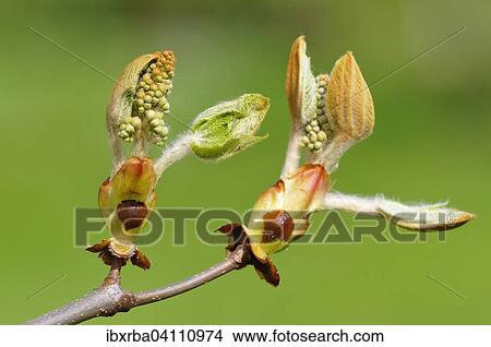 Horse-chestnut (Aesculus hippocastanum), opening buds, North Rhine-Westphalia, Germany, Europe View Large Photo Image Picture - Horse-chestnut (Aesculus hippocastanum), opening buds, North Rhine-Westphalia, Germany, Europe. Fotosearch