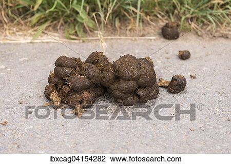 Horse droppings along the way, Hesse, Germany, Europe View Large Photo Image Stock Image - Horse droppings along the way, Hesse, Germany, Europe. Fotosearch