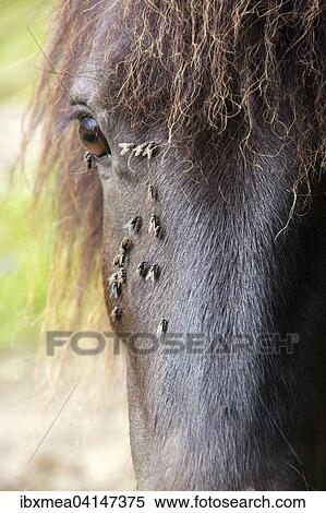 Stock Photography - Horse with annoying flies around the eye. Fotosearch
