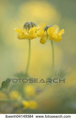 Horseshoe Vetch (Hippocrepis comosa), Rothenstein nature reserve, Thuringia, Germany, Europe View Large Photo Image Picture - Horseshoe Vetch (Hippocrepis comosa), Rothenstein nature reserve, Thuringia, Germany, Europe. Fotosearch