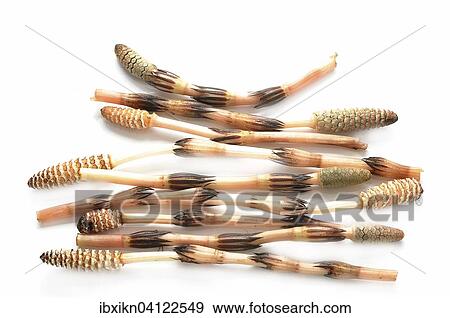 Stock Photo - Horsetails (Equisetum arvense). Fotosearch