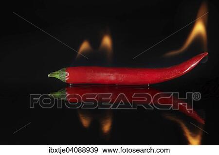 Hot chili pepper, with flames View Large Photo Image Stock Photo - Hot chili pepper, with flames. Fotosearch