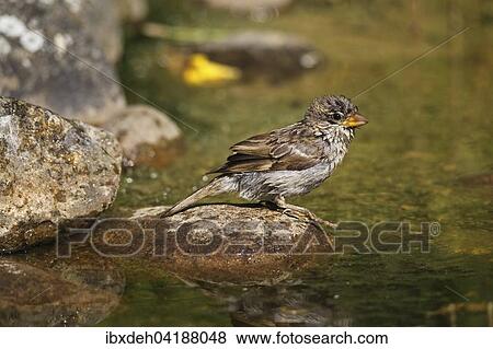 House sparrow (Passer domestics) fledgling after bath in garden pond, Germany, Europe View Large Photo Image Stock Photo - House sparrow (Passer domestics) fledgling after bath in garden pond, Germany, Europe. Fotosearch