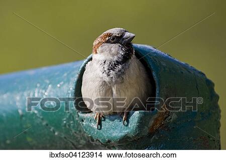 House Sparrow (Passer domesticus), male looking out of a pipe, Thuringia, Germany, Europe View Large Photo Image Picture - House Sparrow (Passer domesticus), male looking out of a pipe, Thuringia, Germany, Europe. Fotosearch