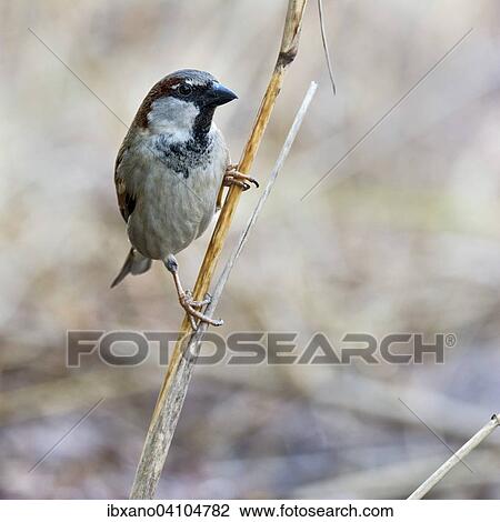 House Sparrow (Passer domesticus), male, Tyrol, Austria, Europe View Large Photo Image Stock Image - House Sparrow (Passer domesticus), male, Tyrol, Austria, Europe. Fotosearch