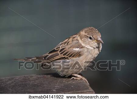 House sparrow (Passer domesticus), female View Large Photo Image Stock Image - House sparrow (Passer domesticus), female. Fotosearch