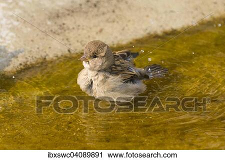 House Sparrow (Passer domesticus) bathing in water, Saxony, Germany, Europe View Large Photo Image Stock Image - House Sparrow (Passer domesticus) bathing in water, Saxony, Germany, Europe. Fotosearch