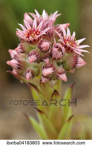 Stock Image - Houseleek (Sempervivum), with inflorescence, North Rhine-Westphalia, Germany, Europe. Fotosearch