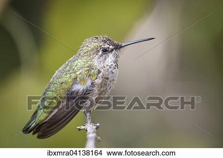 Hummingbird (Trochilida) perched on twig, Arizona, USA View Large Photo Image Picture - Hummingbird (Trochilida) perched on twig, Arizona, USA. Fotosearch