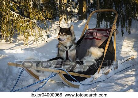 Husky sitting in a dog sledge, Lapland, Finland, Europe View Large Photo Image Stock Photograph - Husky sitting in a dog sledge, Lapland, Finland, Europe. Fotosearch