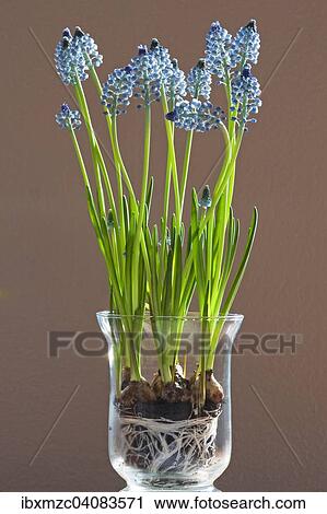 Hyacinth (Hyacinthus) with rhizome in a glass vase View Large Photo Image Stock Image - Hyacinth (Hyacinthus) with rhizome in a glass vase. Fotosearch