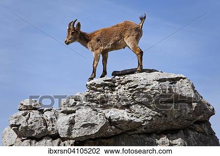 Stock Image - Iberian Ibex (Capra pyrenaica) in the Karst mountains, nature reserve El Torcal, Torcal de Antequera, Andalucia, Spain, Europe. Fotosearch