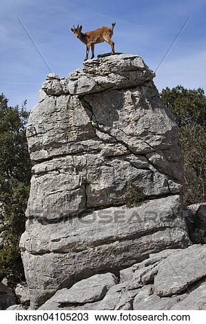 Stock Image - Iberian Ibex (Capra pyrenaica) in the Karst mountains, nature reserve El Torcal, Torcal de Antequera, Andalucia, Spain, Europe. Fotosearch