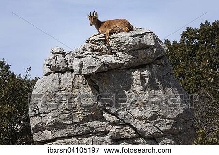 Stock Photo - Iberian Ibex (Capra pyrenaica) in the Karst mountains, nature reserve El Torcal, Torcal de Antequera, Andalucia, Spain, Europe. Fotosearch