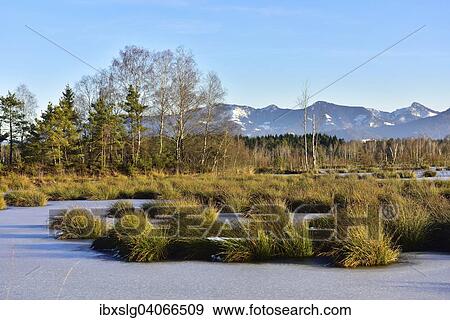 Ice-covered pond with Common Club-rushes or Bulrushes (Schoenoplectus lacustris), Grundbeckenmoor near Raubling, Bavaria, Germany, Europe View Large Photo Image Stock Photo - Ice-covered pond with Common Club-rushes or Bulrushes (Schoenoplectus lacustris), Grundbeckenmoor near Raubling, Bavaria, Germany, Europe. Fotosearch