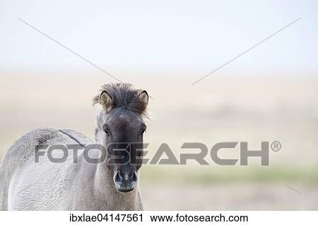 Stock Image - Iceland horse, Iceland, Europe. Fotosearch