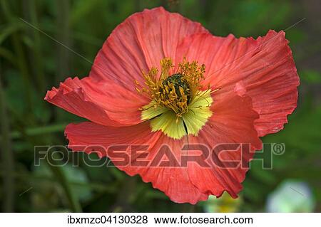 Iceland poppy 'Garden Gnome' (Papaver nudicaule), botanical garden, Erlangen, Middle Franconia, Bavaria, Germany, Europe View Large Photo Image Stock Photo - Iceland poppy 'Garden Gnome' (Papaver nudicaule), botanical garden, Erlangen, Middle Franconia, Bavaria, Germany, Europe. Fotosearch